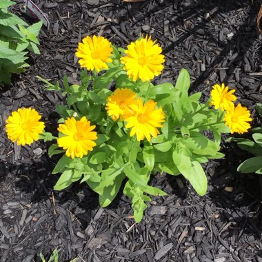 Calendula officinalis 'Chrysantha'