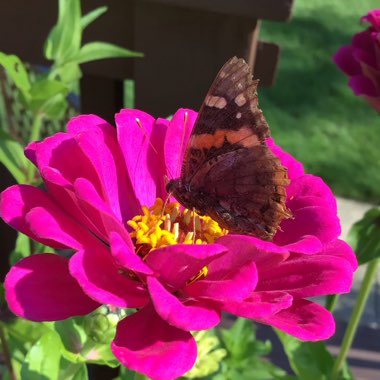 Zinnia elegans 'Purple Prince'