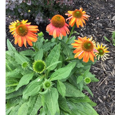 Echinacea