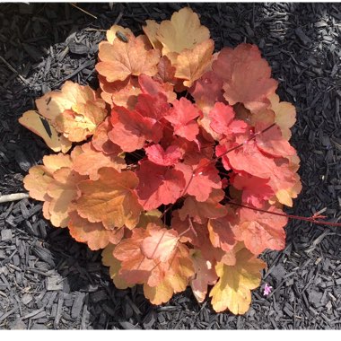 Heuchera