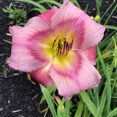 Hemerocallis 'Mildred Mitchell'