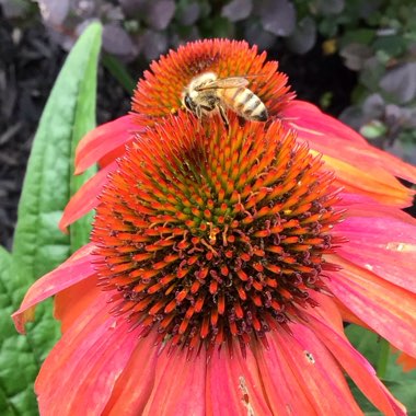 Echinacea