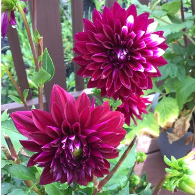 Dahlia (Border Varieties)