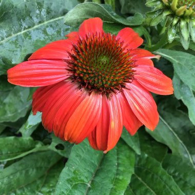 Echinacea