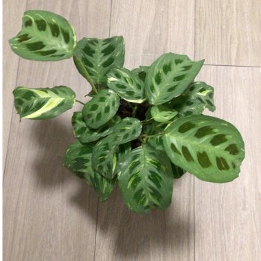 Maranta leuconeura kershoveana 'variegated'