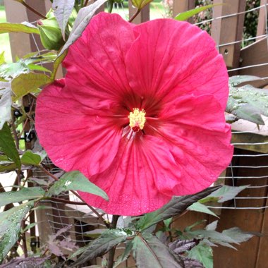 Hibiscus