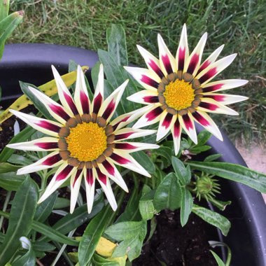 Gazania 'Tiger Stripes Mixed'