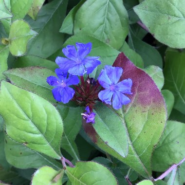 Ceratostigma willmottianum 'Sapphire Ring'