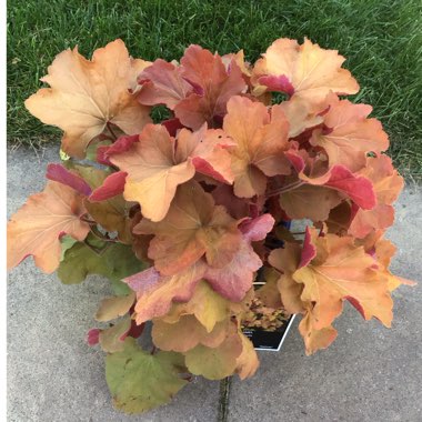 Heuchera 'Caramel'