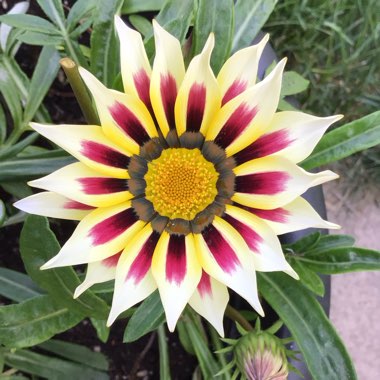 Gazania 'Tiger Stripes Mixed'