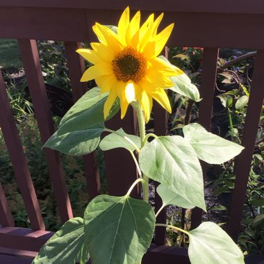 Helianthus annuus