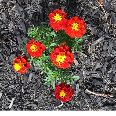 Tagetes
Patula 'Super Hero Spry'