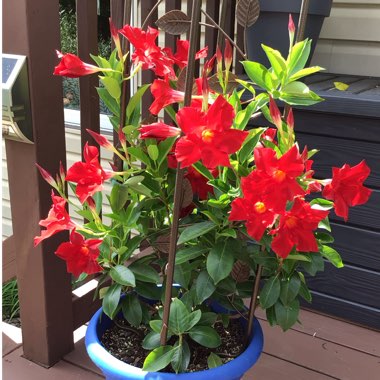 Mandevilla syn. Dipladenia