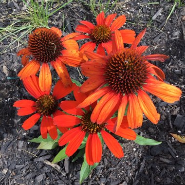 Echinacea