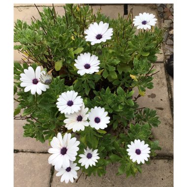 Osteospermum 'Marguerite White'