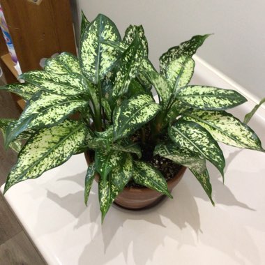 Aglaonema