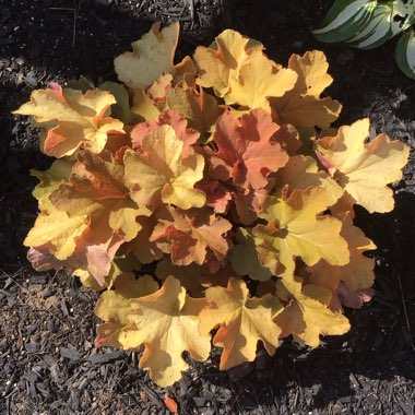 Heuchera 'Caramel'