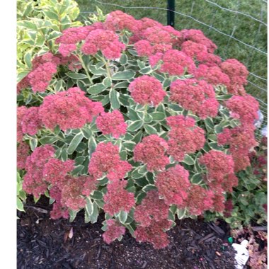 Sedum ‘Autumn Charm'