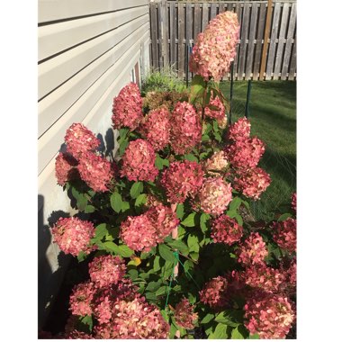 Hydrangea paniculata 'Limelight'