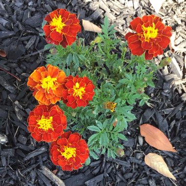 Tagetes
Patula 'Super Hero Spry'