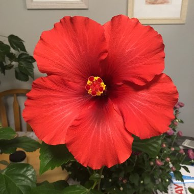 Hibiscus Rosa-sinensis 'Ruby Red'