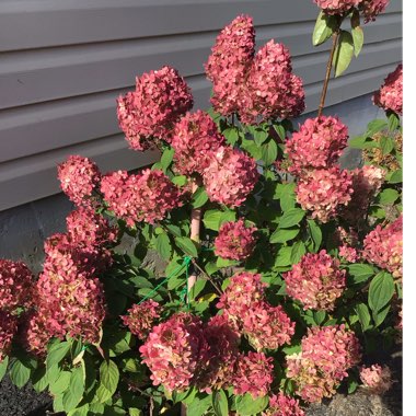 Hydrangea paniculata 'Limelight'