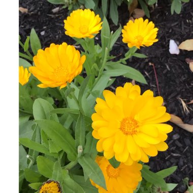 Calendula officinalis 'Chrysantha'