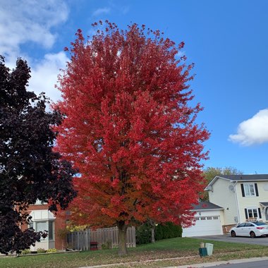 Acer rubrum