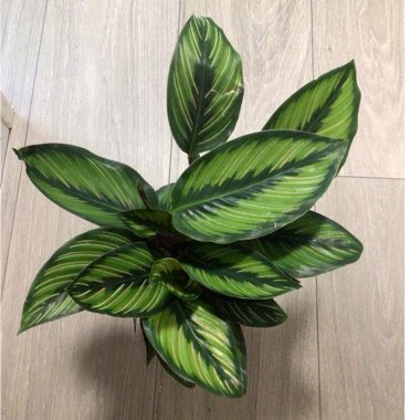 Calathea Ornata 'Beauty Star'