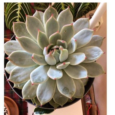 Echeveria Nobaranosei