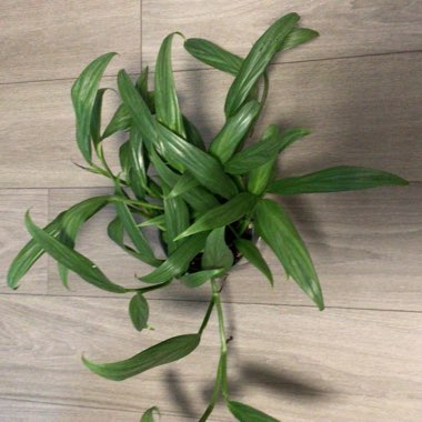 Epipremnum amplissimum syn. Rhaphidophora amplissima, Pothos amplifolia