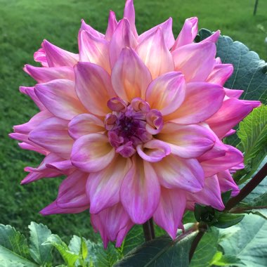 Dahlia (Bedding Varieties)