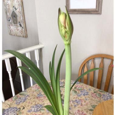 Hippeastrum (Galaxy Group) 'Apple Blossom'