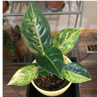 Aglaonema 