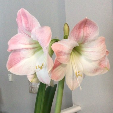 Hippeastrum (Galaxy Group) 'Apple Blossom'