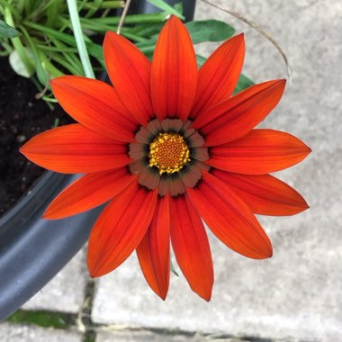 Gazania Rigens ‘New Day Bronze'