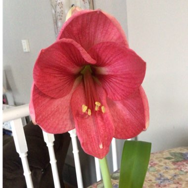 Hippeastrum 'Eternal Princess'