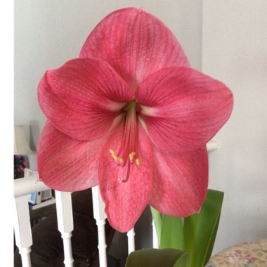 Hippeastrum (Galaxy Group) 'Apple Blossom'