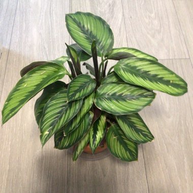 Calathea 'Beautiful Star'