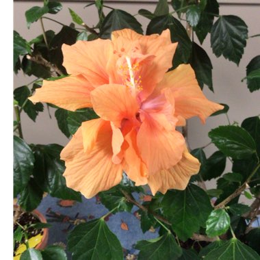 Hibiscus rosa-sinensis