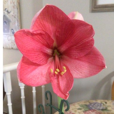 Hippeastrum (Galaxy Group) 'Apple Blossom'