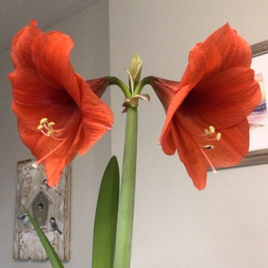 Hippeastrum (Galaxy Group) 'Red Lion'