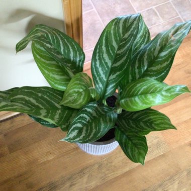 Aglaonema