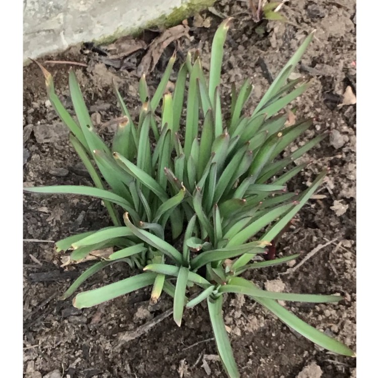 plant image 1701793