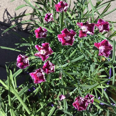 Dianthus plumarius