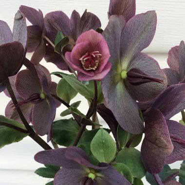 Helleborus 'Coseh 4100' (HGC Ice 'N' Roses Series) syn. Helleborus 'HGC Ice 'N' Roses Red'