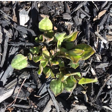 Pulmonaria