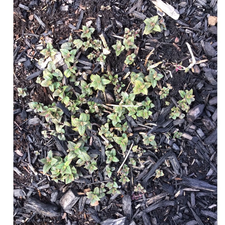 Plant image Monarda Didyma 'Balmy Purple'