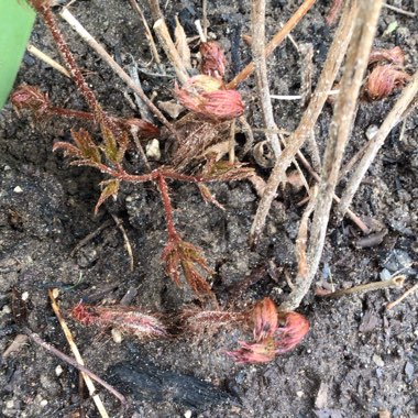 Astilbe chinensis 'Visions'