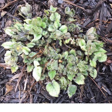 Brunnera macrophylla 'Jack Frost'